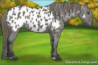Horse Color:Grullo Appaloosa 