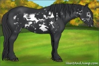 Horse Color:Black Frame 