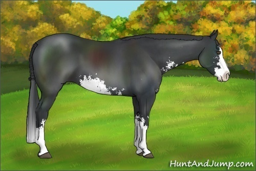 Horse Color:Black Sabino Splash