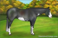 Horse Color:Black Sabino Splash
