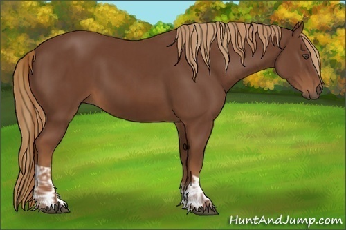 Horse Color:Chestnut  and Chestnut 