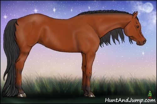 Horse Color:Bay 