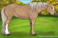 Horse Color:Palomino  Brindle