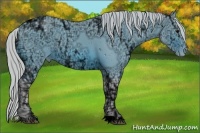 Horse Color:ERROR: UNKNOWN ANOMALY