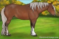 Horse Color:Silver Bay  and Silver Bay 