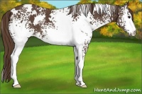 Horse Color:White Spotted Liver Chestnut 