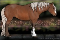 Horse Color:Silver Bay and Silver Bay