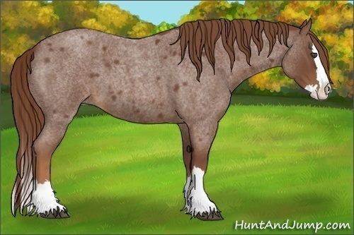 Horse Color:Red Roan Splash