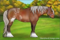 Horse Color:White Spotted Silver Bay 