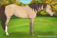 Horse Color:Amber Champagne Rabicano Brindle