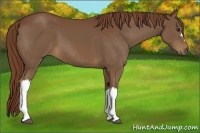 Horse Color:Chestnut 
