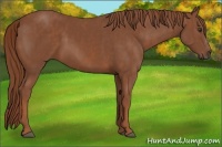 Horse Color:Chestnut  Brindle