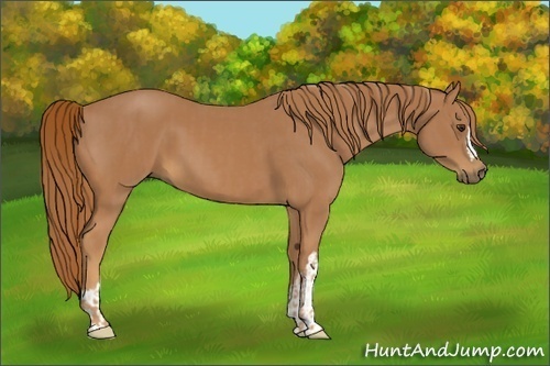 Horse Color:Chestnut  and Chestnut 
