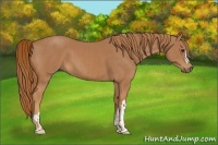 Horse Color:Chestnut  and Chestnut 