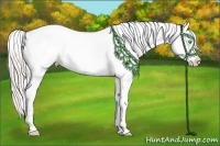 Horse Color:Chocolate Palomino Ice Pearl Splash Appaloosa 