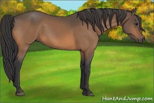 Horse Color:Buckskin 