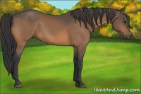 Horse Color:Buckskin 