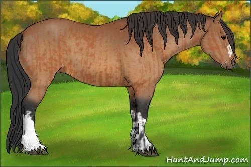 Horse Color:Bay  and Bay 