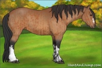 Horse Color:Bay and Bay