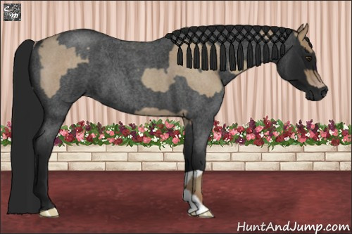 Horse Color:Classic Champagne Roan and Gray Blue Roan
