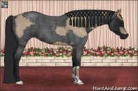 Horse Color:Classic Champagne Roan  and Gray Blue Roan 