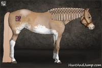 Horse Color:Blue Roan Pearl  and White Spotted Palomino 