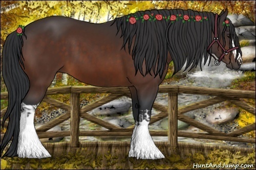 Horse Color:Bay  and Bay 