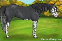 Horse Color:Blue Roan Splash  and Blue Roan Splash 