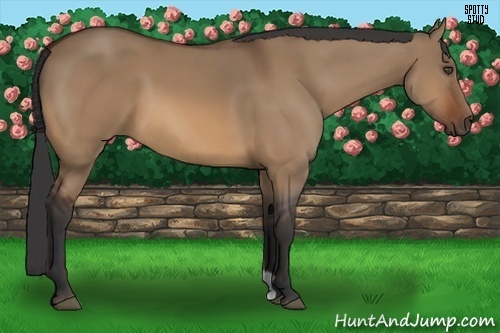 Horse Color:Bay Dun
