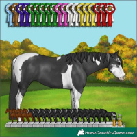Horse Color:Black Sabino Tobiano