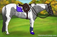 Horse Color:Smoky Blue Roan Tobiano Rabicano 