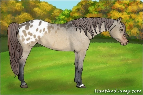Horse Color:Bay Dun Appaloosa 