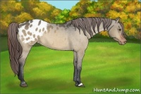 Horse Color:Bay Dun Appaloosa