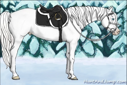 Horse Color:Cremello Appaloosa 