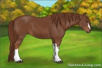 Horse Color:Chestnut and Chestnut