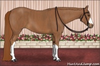 Horse Color:Chestnut  Brindle