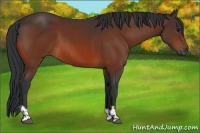 Horse Color:Bay  and Bay 