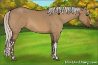 Horse Color:Silver Bay Dun and Silver Bay Dun
