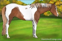 Horse Color:Chestnut Sabino Tobiano 
