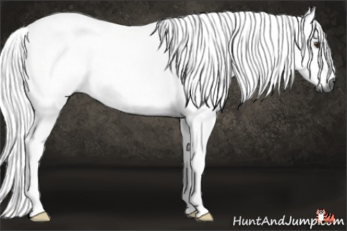 Horse Color:Gray Liver Chestnut 