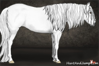 Horse Color:Gray Liver Chestnut 