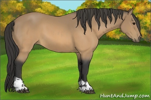 Horse Color:Buckskin  and Buckskin 