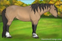 Horse Color:Buckskin and Buckskin