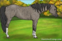 Horse Color:Smoky Grullo  and Smoky Grullo 