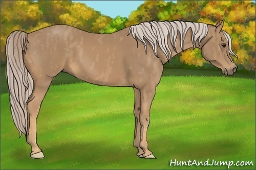 Horse Color:Palomino  Brindle