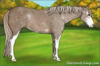 Horse Color:Chocolate Palomino Sabino 