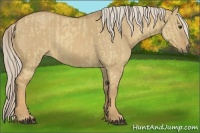 Horse Color:Palomino Dun and Palomino Dun