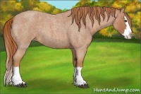 Horse Color:Red Roan Splash and Red Roan Splash