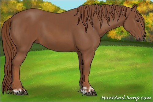 Horse Color:Chestnut  and Chestnut 