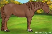 Horse Color:Chestnut and Chestnut